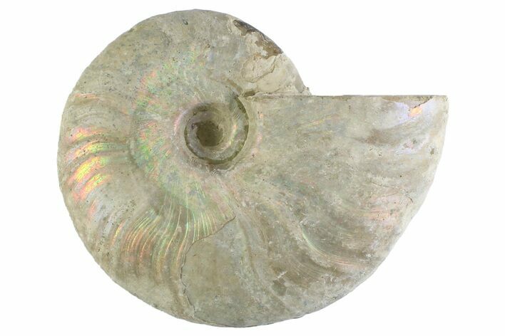 Silver Iridescent Ammonite (Cleoniceras) Fossil - Madagascar #346742